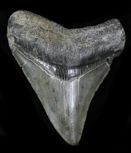 Serrated Megalodon Tooth - Georgia #32637